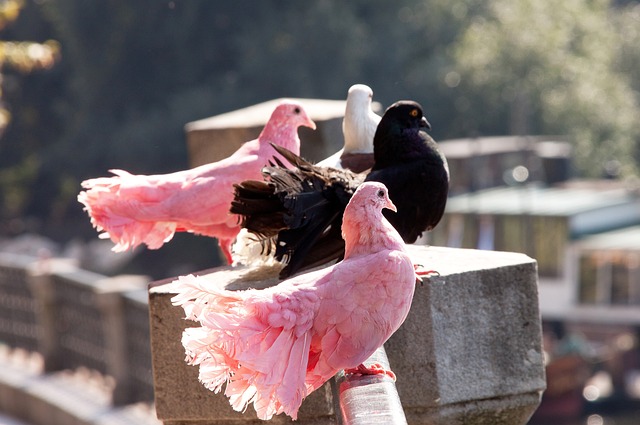 也为滑翔伞 也为滑翔伞